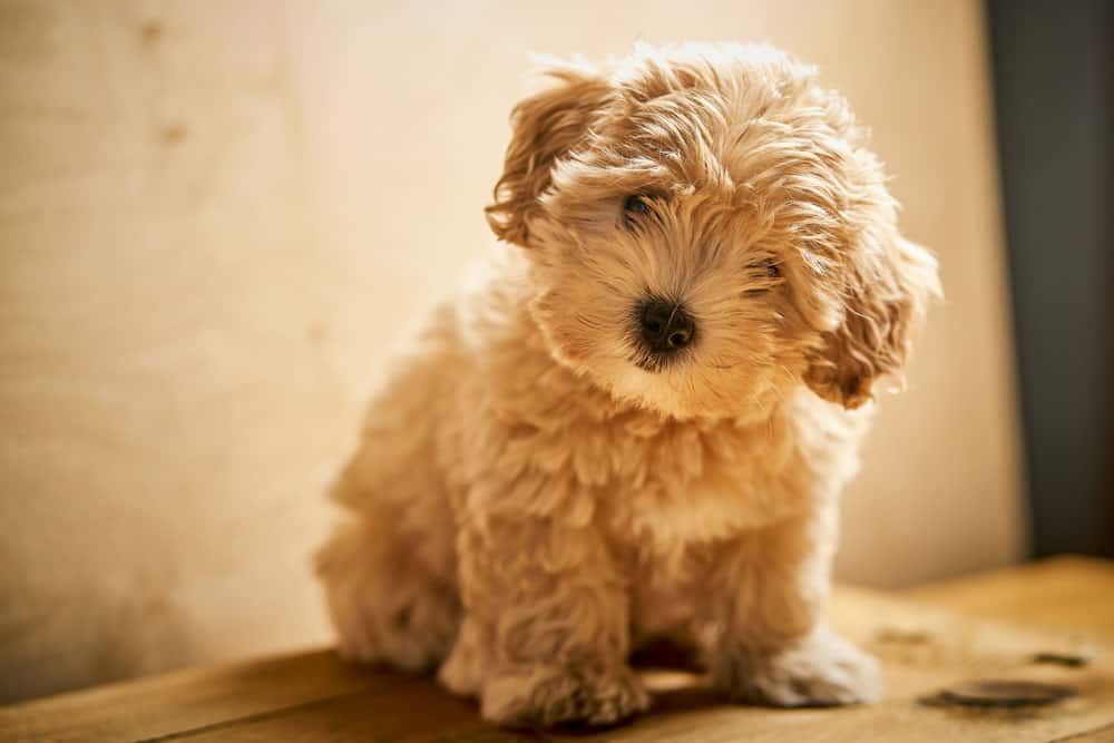 Health and Potential Problems Maltipoo