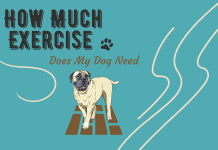 How Much Exercise Does My Dog Need