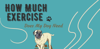 How Much Exercise Does My Dog Need