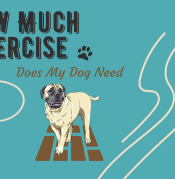 How Much Exercise Does My Dog Need