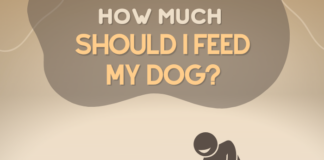 How Much Should I Feed My Dog