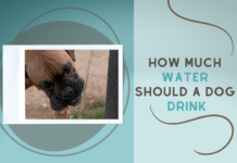 How Much Water Should a Dog Drink