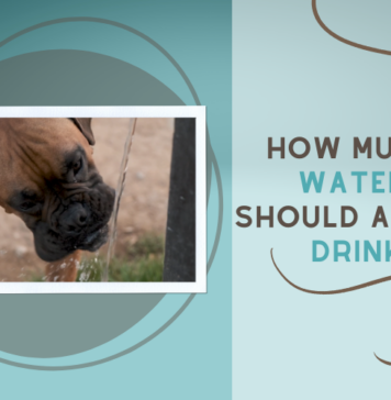 How Much Water Should a Dog Drink