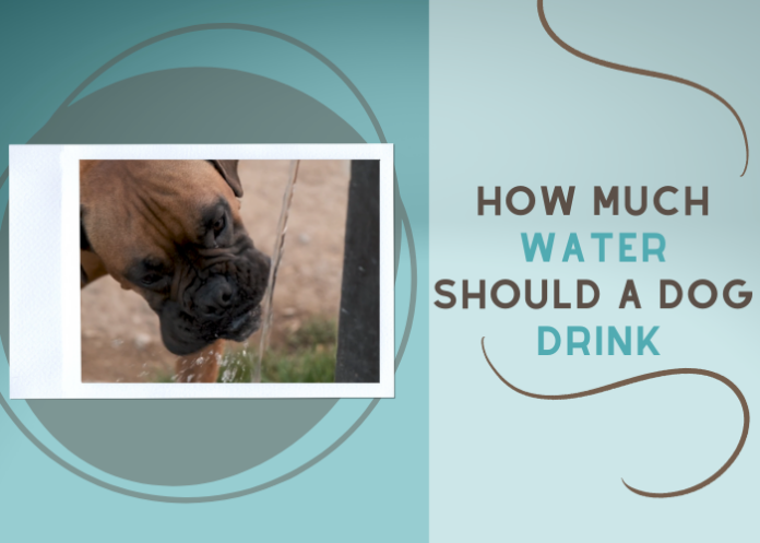 How Much Water Should a Dog Drink
