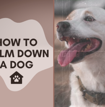 How to Calm Down a Dog