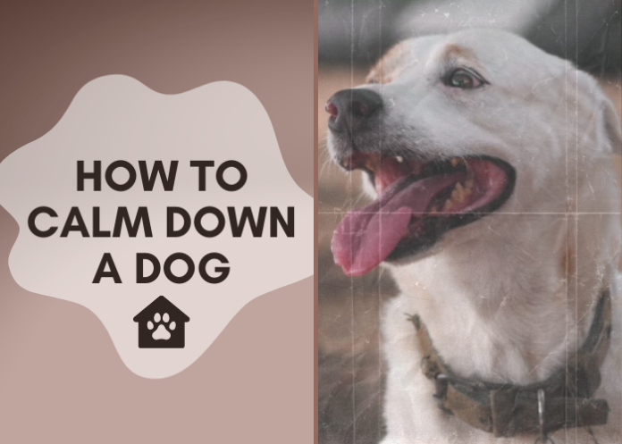 How to Calm Down a Dog