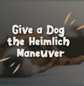 How to Give a Dog the Heimlich Maneuver