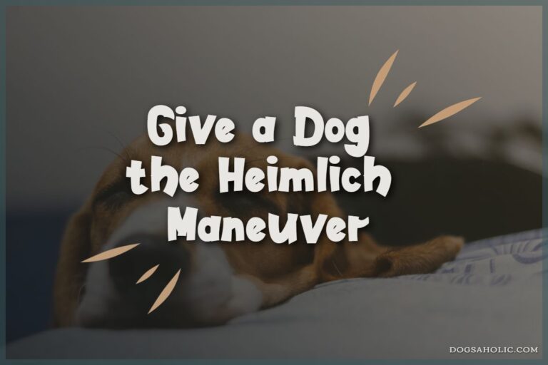 How to Give a Dog the Heimlich Maneuver