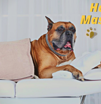 How to Massage a Dog