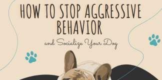 How to Stop Aggressive Behavior and Socialize Your Dog