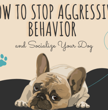 How to Stop Aggressive Behavior and Socialize Your Dog