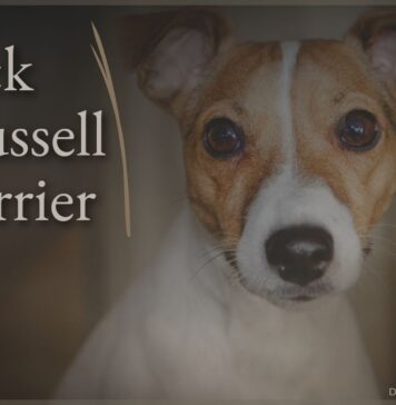 Jack Russell Terrier