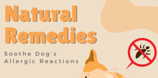 List of Best Natural Remedies to Soothe Your Dog’s Allergic Reactions