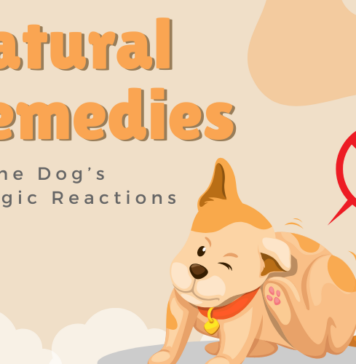 List of Best Natural Remedies to Soothe Your Dog’s Allergic Reactions