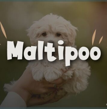 Maltipoo