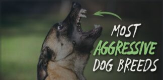 Most Aggressive Dog Breeds