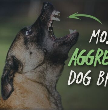 Most Aggressive Dog Breeds