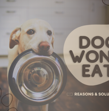 My Dog Won’t Eat