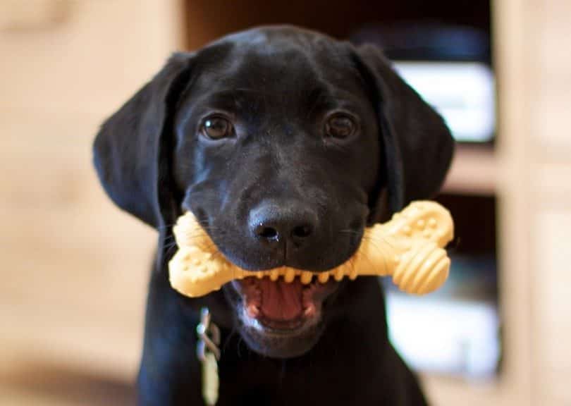 Nylabone for puppies