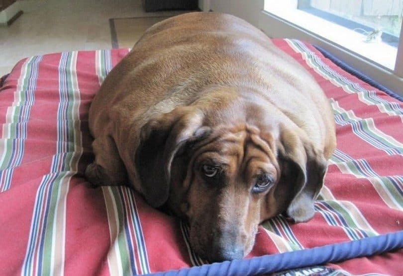Obese dog begging for food