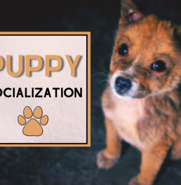 Puppy Socialization