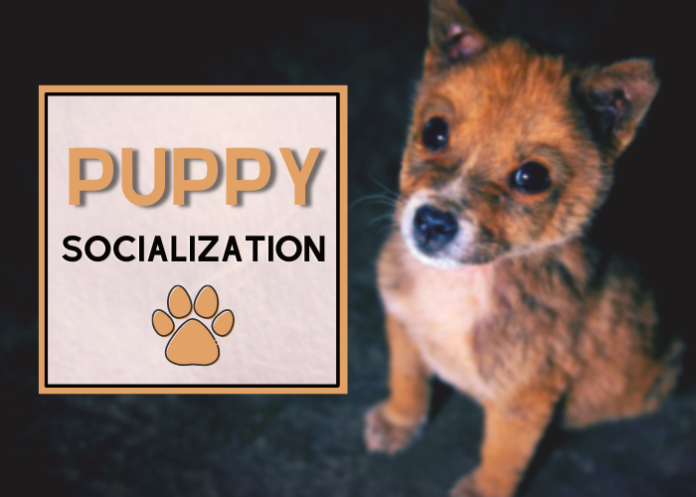 Puppy Socialization