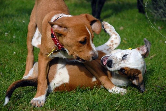 Puppy playing with other dog
