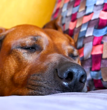 Rhodesian Ridgebacks Traits