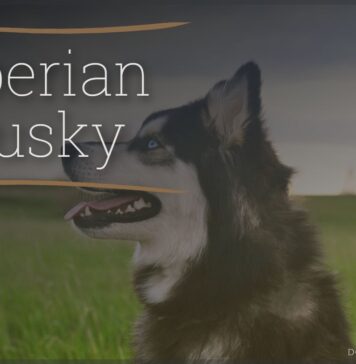 Siberian Husky