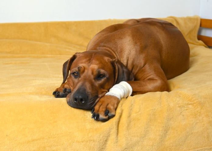 Sick or Injured Dogs