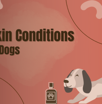 Skin Conditions in Dogs