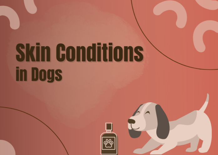 Skin Conditions in Dogs