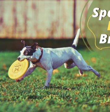 Sporting Dog Breeds