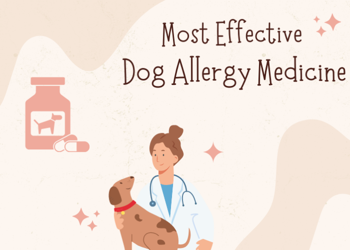 The Most Effective Dog Allergy Medicine
