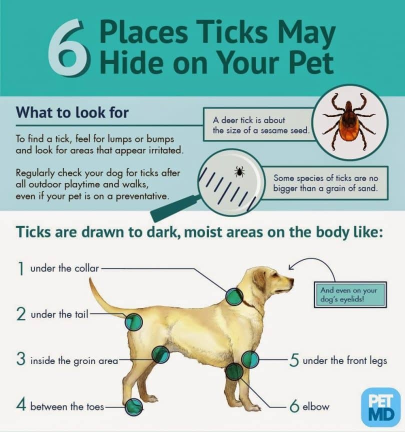 Ticks infographic