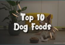 Top 10 Dog Foods