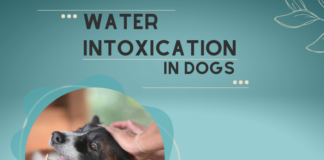 Water Intoxication in Dogs