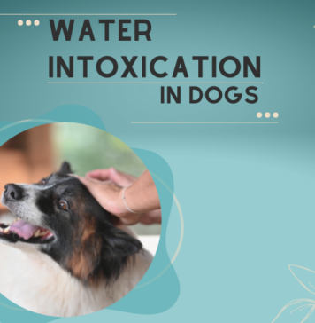 Water Intoxication in Dogs