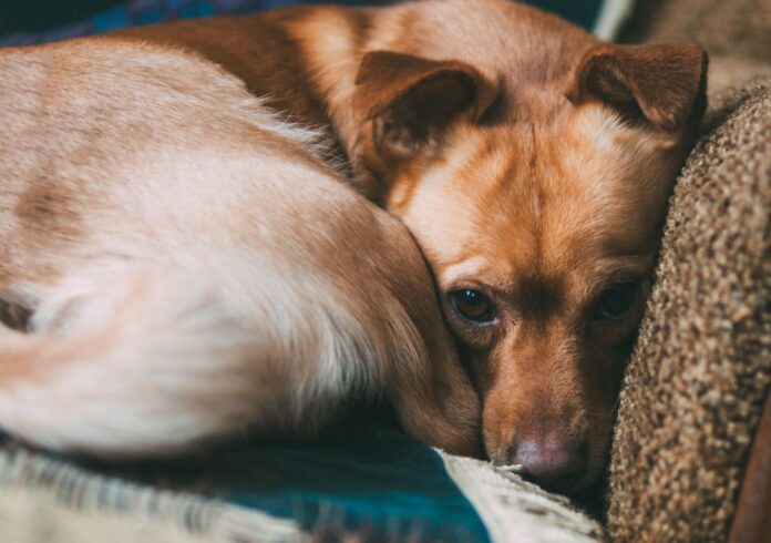 What Can Cause Depression in Dogs