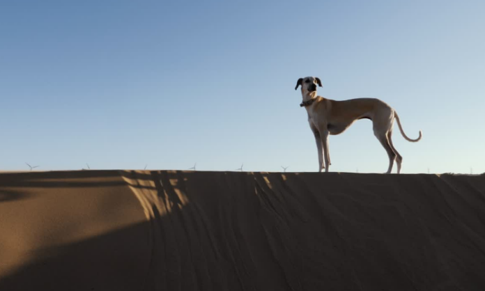 Whippet and Greyhound