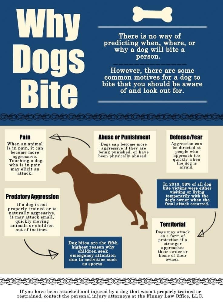 Why dogs bite