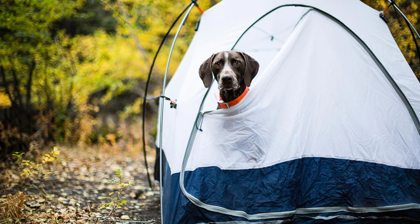 camping with a dog