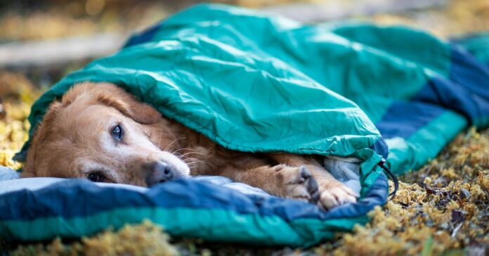 dog sleeping bag tips