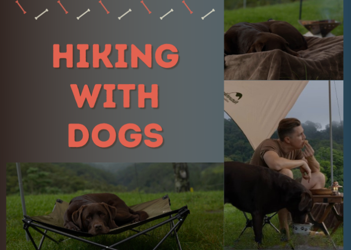 Hiking With Dogs – How to Prepare Buster for a Longer Walk