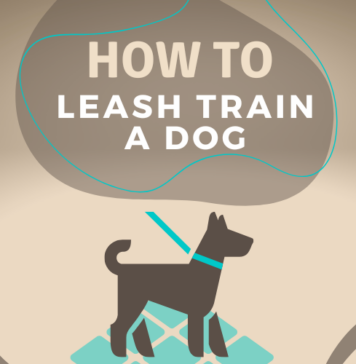 How to Leash Train a Dog