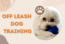Off Leash Dog Training