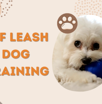 Off Leash Dog Training