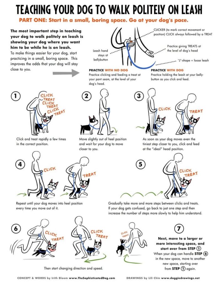 Teach your dog to walk politely on a leash