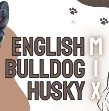 mix English Bulldog Husky