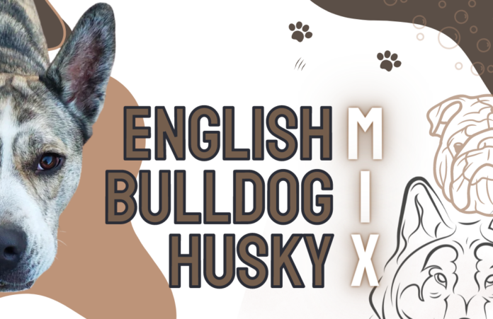 mix English Bulldog Husky